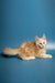 Fluffy orange and white Maine Coon kitten lying down with an alert expression