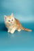 Fluffy orange and white Maine Coon kitten sitting with an alert expression