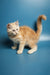 Fluffy orange and white Maine Coon kitten with an upright tail, super adorable!