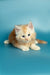 Adorable Marsel, a fluffy orange and white Maine Coon kitten with big eyes