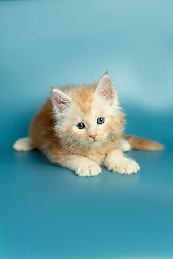 Adorable Marsel, a fluffy orange and white Maine Coon kitten with big eyes