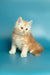 Fluffy orange and white Maine Coon kitten sitting upright, named Marsel