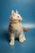 Fluffy cream-colored Maine Coon kitten sitting alert, perfect for a new pet lover