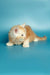 Fluffy orange and white Maine Coon kitten named Marsel sitting on a surface