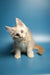 Adorable cream-colored Maine Coon kitten with bright eyes and perky ears