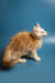 Fluffy orange Maine Coon kitten with white face on blue backdrop, perfect for pet lovers