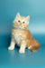 Fluffy cream-colored Maine Coon kitten with blue eyes sitting upright, super cute!