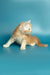 Fluffy orange and white Maine Coon kitten in a playful pose for Marsel product