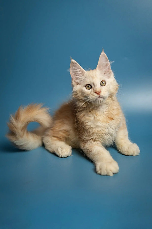 Cream-colored Maine Coon kitten with fluffy fur and alert expression for Marsel