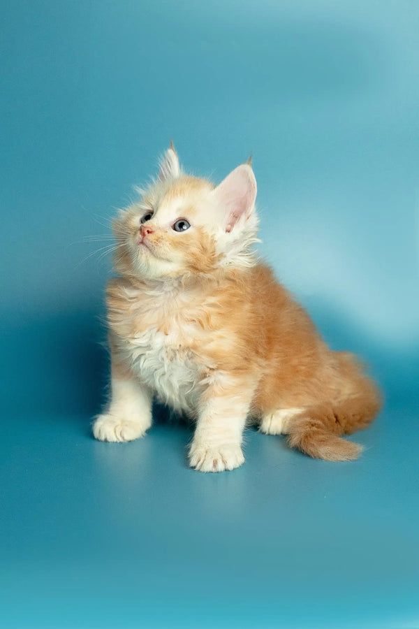 Fluffy orange and white Maine Coon kitten sitting upright, perfect for any pet lover