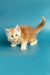 Fluffy orange and white Maine Coon kitten with stunning blue eyes named Marsel