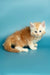 Fluffy orange and white Maine Coon kitten Marsel sitting cutely on a surface