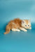 Fluffy orange and white Maine Coon kitten, Marsel, lying down cutely