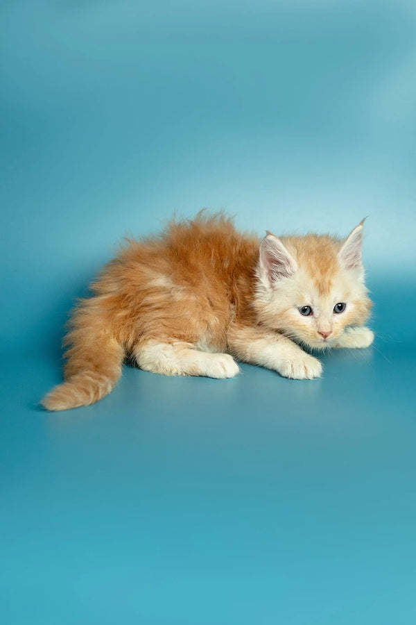 Fluffy orange and white Maine Coon kitten, Marsel, lying down cutely