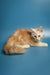 Fluffy Maine Coon kitten with light fur lounging cutely on a cozy surface