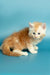 Fluffy orange and white Maine Coon kitten sitting on a blue surface, cute and playful