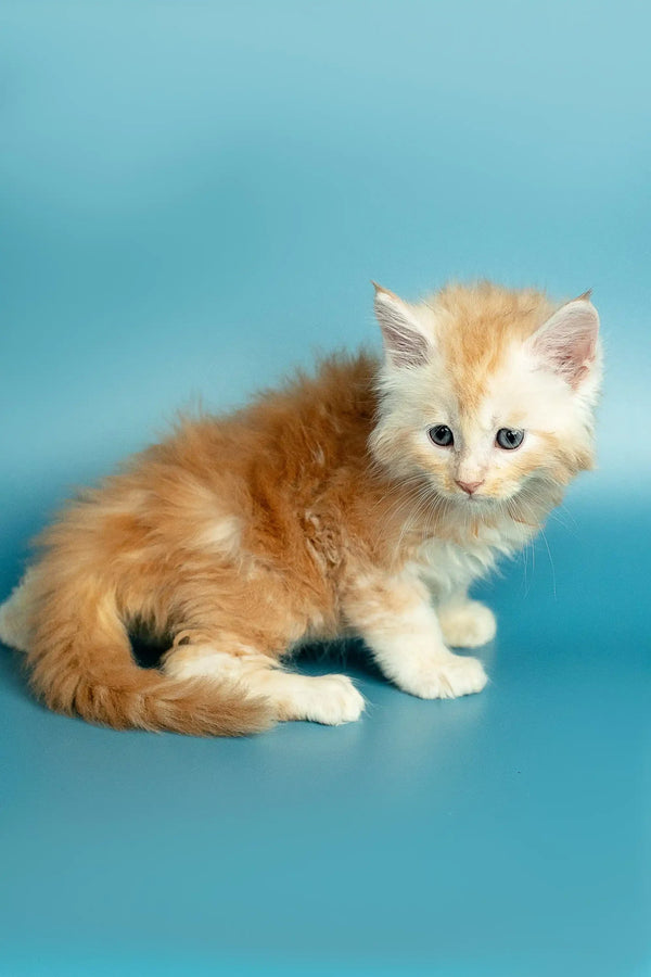 Fluffy orange and white Maine Coon kitten sitting on a blue surface, cute and playful
