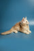 Fluffy cream-colored Maine Coon kitten lying down with alert ears