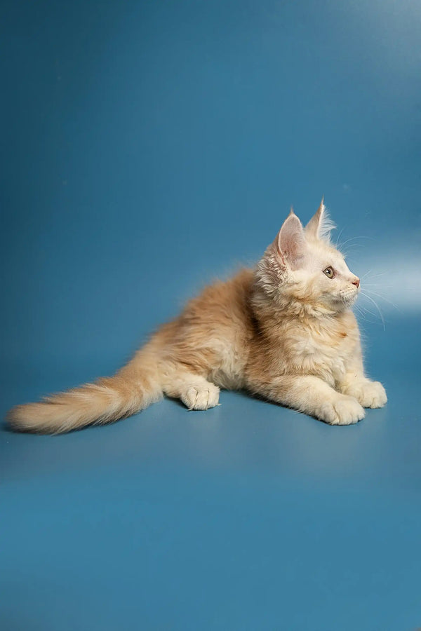 Fluffy cream-colored Maine Coon kitten lying down with alert ears