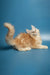 Fluffy orange and white Maine Coon kitten lounging against a blue backdrop