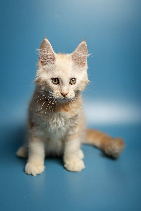 Adorable White Fluffy Marsel Maine Coon Kitten with Alert Ears and Bright Eyes
