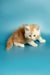 Fluffy orange and white Maine Coon kitten sitting with paws outstretched