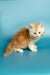 Fluffy orange and white Maine Coon kitten Marsel sitting adorably on a plain surface