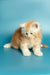 Fluffy cream-colored Maine Coon kitten sitting with paws outstretched, super cute!