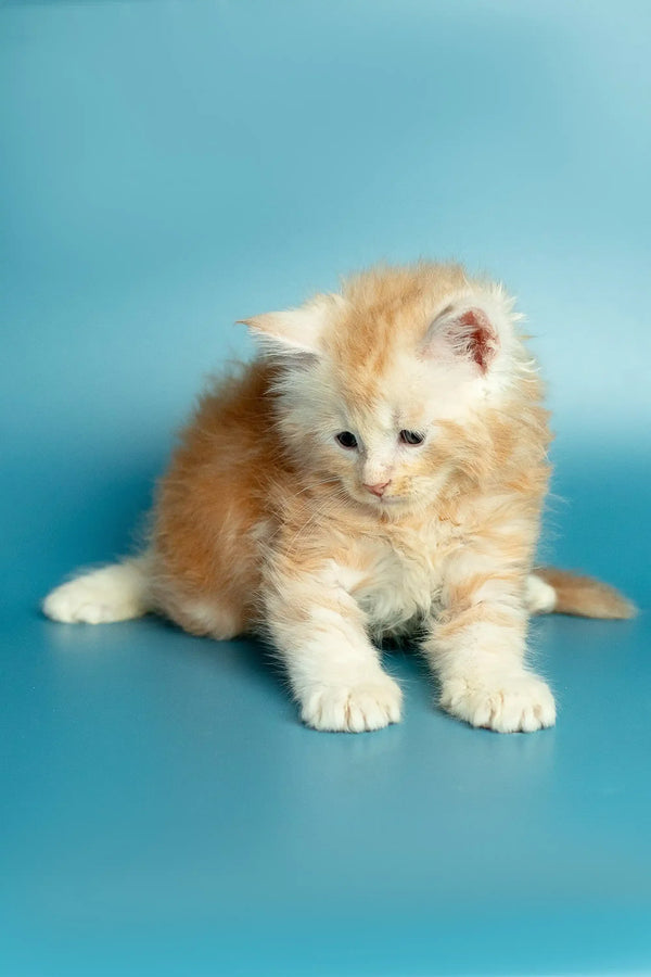 Fluffy cream-colored Maine Coon kitten sitting with paws outstretched, super cute!
