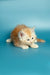 Fluffy orange and white Maine Coon kitten named Marsel crouching and looking adorable