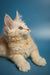 Fluffy cream Maine Coon kitten with alert eyes gazing upward, perfect for Marsel