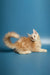 Fluffy light-colored Maine Coon kitten Marsel with a long tail lying on its side