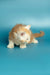 Fluffy orange and white Maine Coon kitten Marsel with eyes closed, super cute!