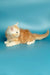 Fluffy orange and white Maine Coon kitten stretching on its side, adorable and playful