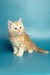 Fluffy orange and white Maine Coon kitten Marsel sitting upright, super adorable!