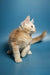 Fluffy cream-colored Maine Coon kitten with one paw raised, looking adorable