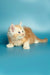 Fluffy orange and white Maine Coon kitten sitting cutely on a plain surface