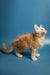 Fluffy orange and white Maine Coon kitten tilting its head upward in curiosity