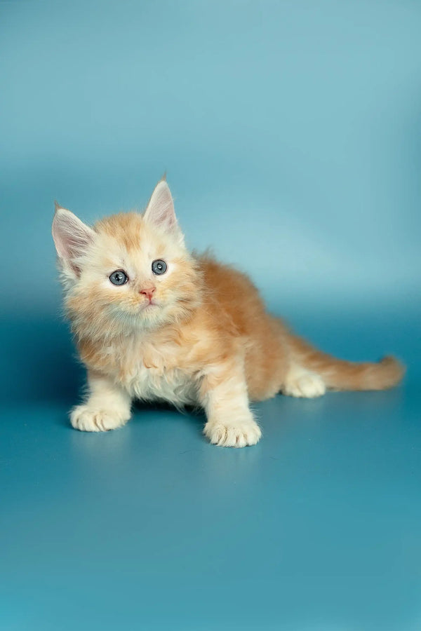 Fluffy cream Maine Coon kitten lounging on a cozy blue surface