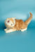 Playful orange and white Maine Coon kitten stretching on its side for Marsel product