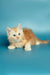 Fluffy orange and white Maine Coon kitten with bright blue eyes, perfect for your home