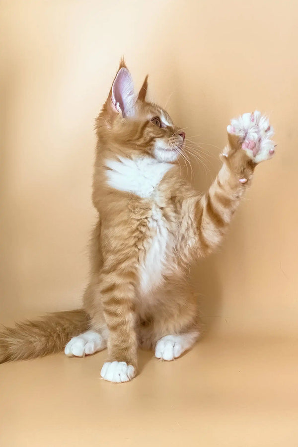 Adorable Ginger Maine Coon kitten named Marsel ready to bring joy and playfulness
