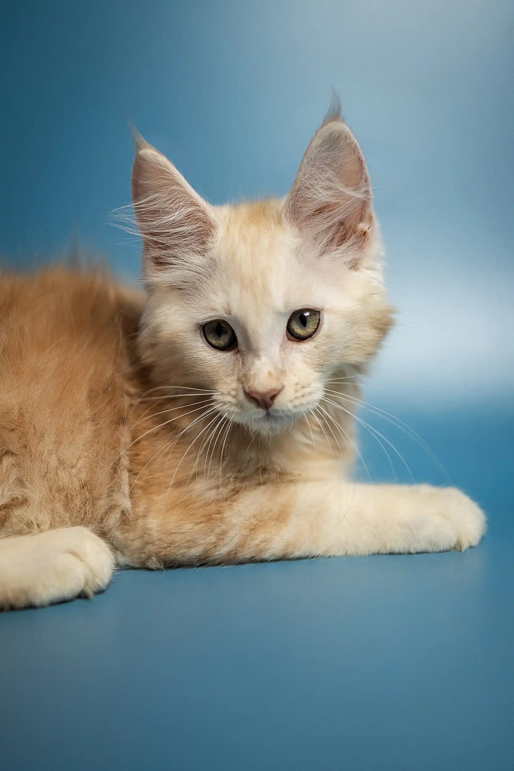 Maine Coon Kittens for Sale Marsel | Kitten