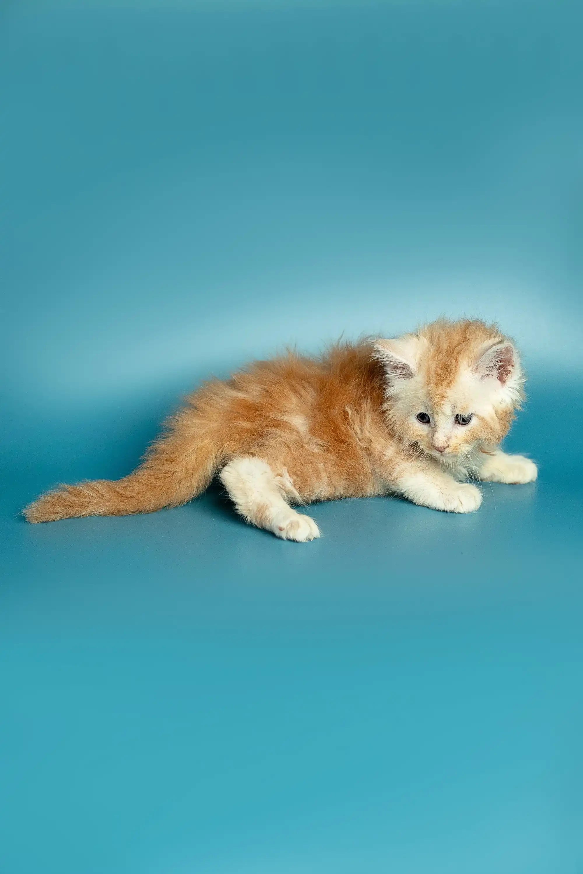 Maine Coon Kittens for Sale Marsel | Kitten