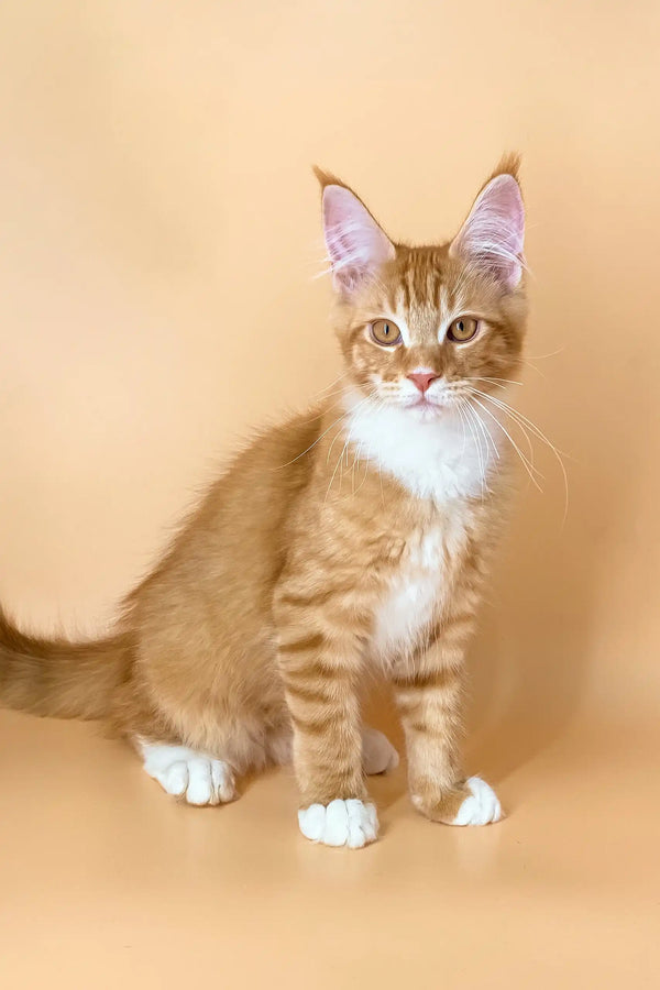 Marsel Maine Coon Kitten Fluffy Ginger Magic - Main Image