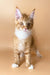 Cute Orange Tabby Kitten with White Paws and Chest in Marsel Maine Coon Kitten Product