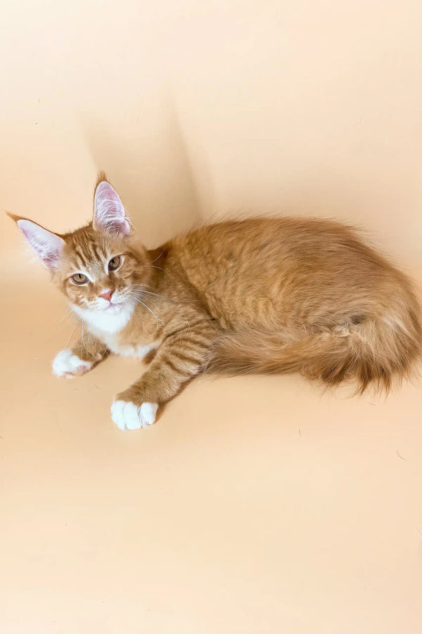 Cute orange tabby cat with white paws in the Marsel Maine Coon Kitten product