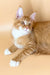 Orange and white Maine Coon cat named Marsel looking adorable as a kitten