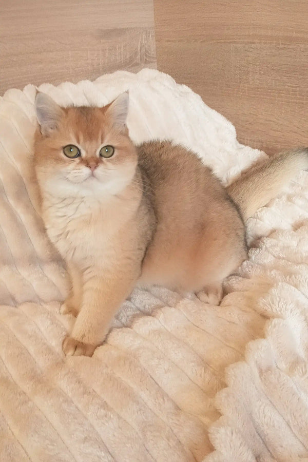 Cream-colored Marsel Scottish Straight kitten with blue eyes snuggled in white blankets