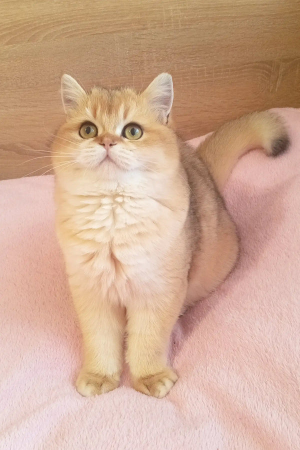 Cream-colored Persian cat with round golden eyes, perfect for Marsel Scottish Straight Kitten